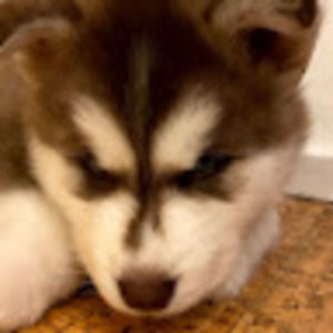 Meet your Posher, Joseph